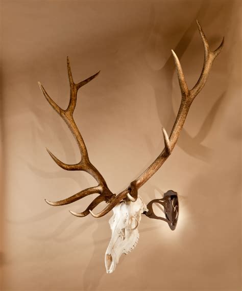 elk skull hook|More.